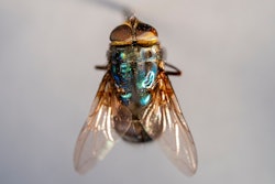 Texas A&M AgriLife and the Office of Radiological Security, part of the National Nuclear Security Administration, is teaming up on a national effort to combat New World screwworm.