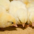 Broiler Chicks Eating (1)