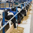 Calves Eating