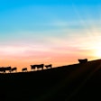 Cattle Silhouette Sun