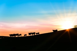 Cattle Silhouette Sun