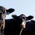 Cattle