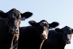 Cattle