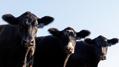 Cattle