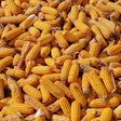 U.S. corn exports could reach 71.7 million tons by the end of the marketing year.