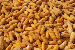 U.S. corn exports could reach 71.7 million tons by the end of the marketing year.