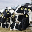Dairy Cattle Alpineveg Pixabay