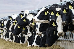 Dairy Cattle Alpineveg Pixabay