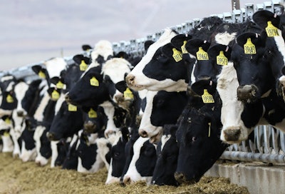 Dairy Cattle Alpineveg Pixabay
