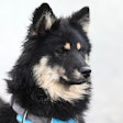 Dog With Service Vest Jaclou Dl Pixabay