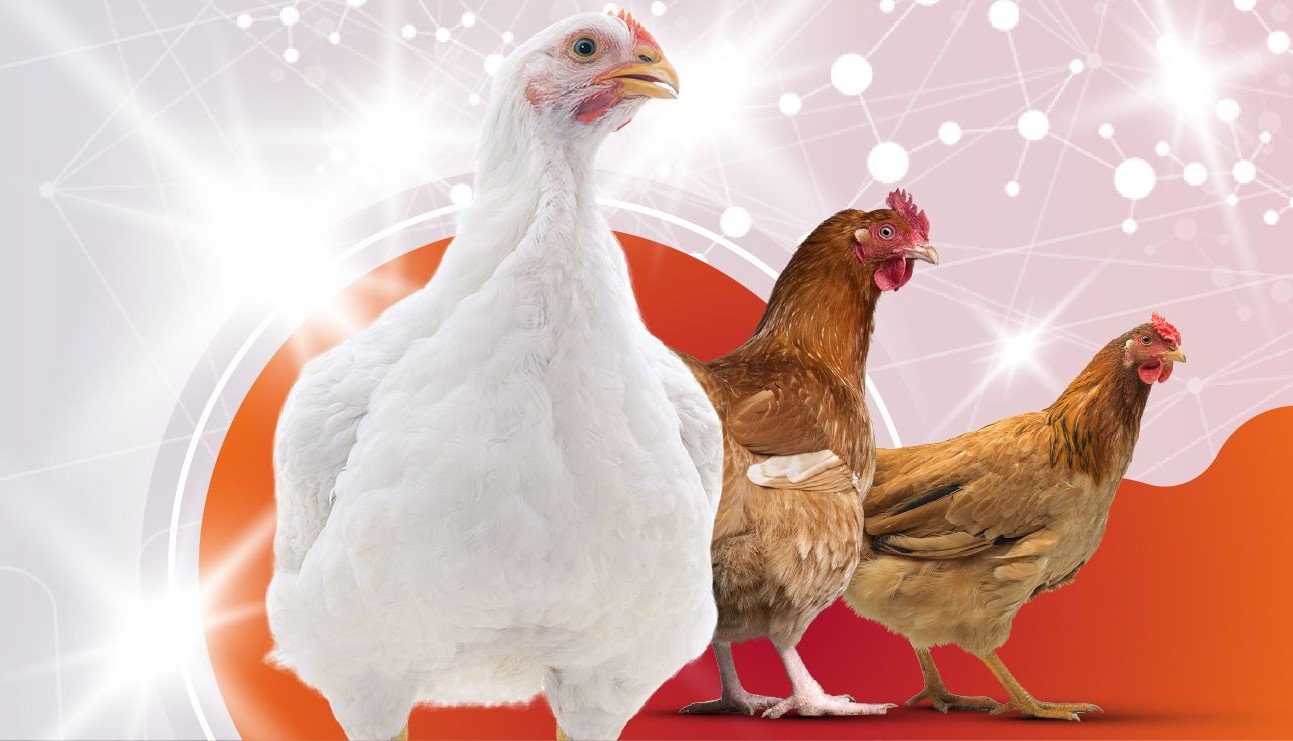 Feed Digestibility Check Hero Banner 217280e1de