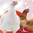 Feed Digestibility Check Hero Banner 217280e1de