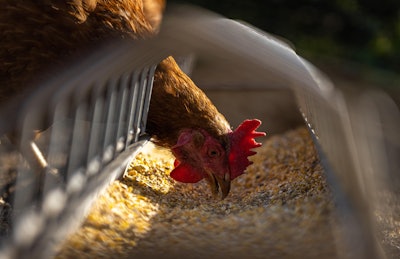 Hen Eating