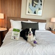 Fenway the Border Collie enjoys accommodations at Omni Boston Hotel at the Seaport as part of the Wicked Pet Names Perk Pass collaboration with Wellness Pet Company.