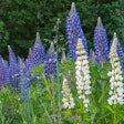 Lupin