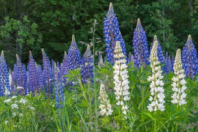 Lupin