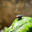 The Arizona Veterinary Diagnostic Laboratory will soon assist the USDA in a national effort against the outbreak of New World screwworm. Last October, the Centers for Disease Control and Prevention reported a resurgence of the fly, which is endemic to Cuba, Haiti, the Dominican Republic and countries across South America.