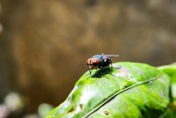 The Arizona Veterinary Diagnostic Laboratory will soon assist the USDA in a national effort against the outbreak of New World screwworm. Last October, the Centers for Disease Control and Prevention reported a resurgence of the fly, which is endemic to Cuba, Haiti, the Dominican Republic and countries across South America.