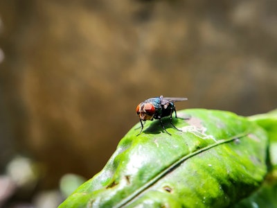 The Arizona Veterinary Diagnostic Laboratory will soon assist the USDA in a national effort against the outbreak of New World screwworm. Last October, the Centers for Disease Control and Prevention reported a resurgence of the fly, which is endemic to Cuba, Haiti, the Dominican Republic and countries across South America.