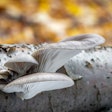 Oyster Mushroom