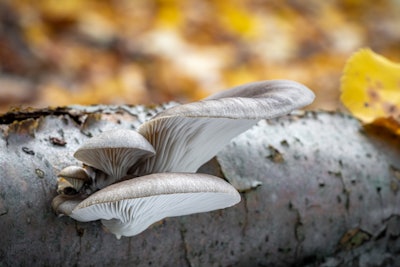 Oyster Mushroom