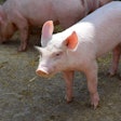 Pig 6953335 1280