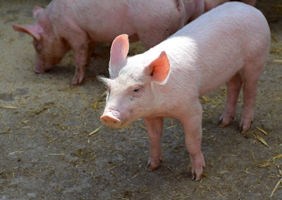 Pig 6953335 1280