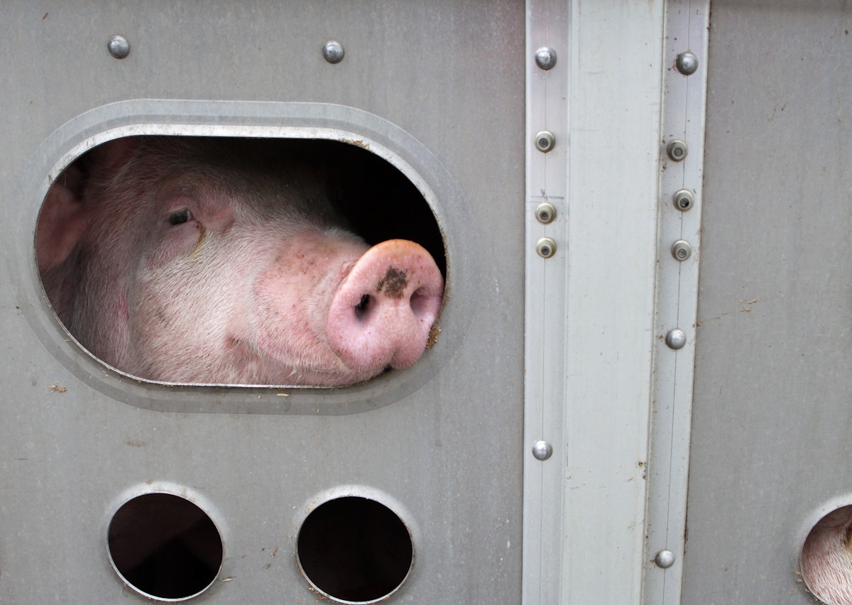 Legislation aims to protect US farm animals during transport