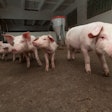 Piglets In Pen