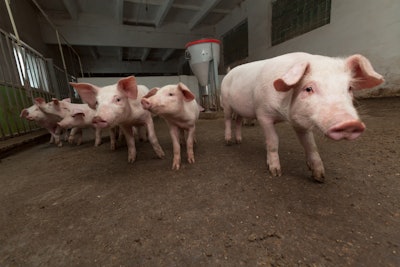 Piglets In Pen