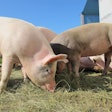 Pigs 214350 1280