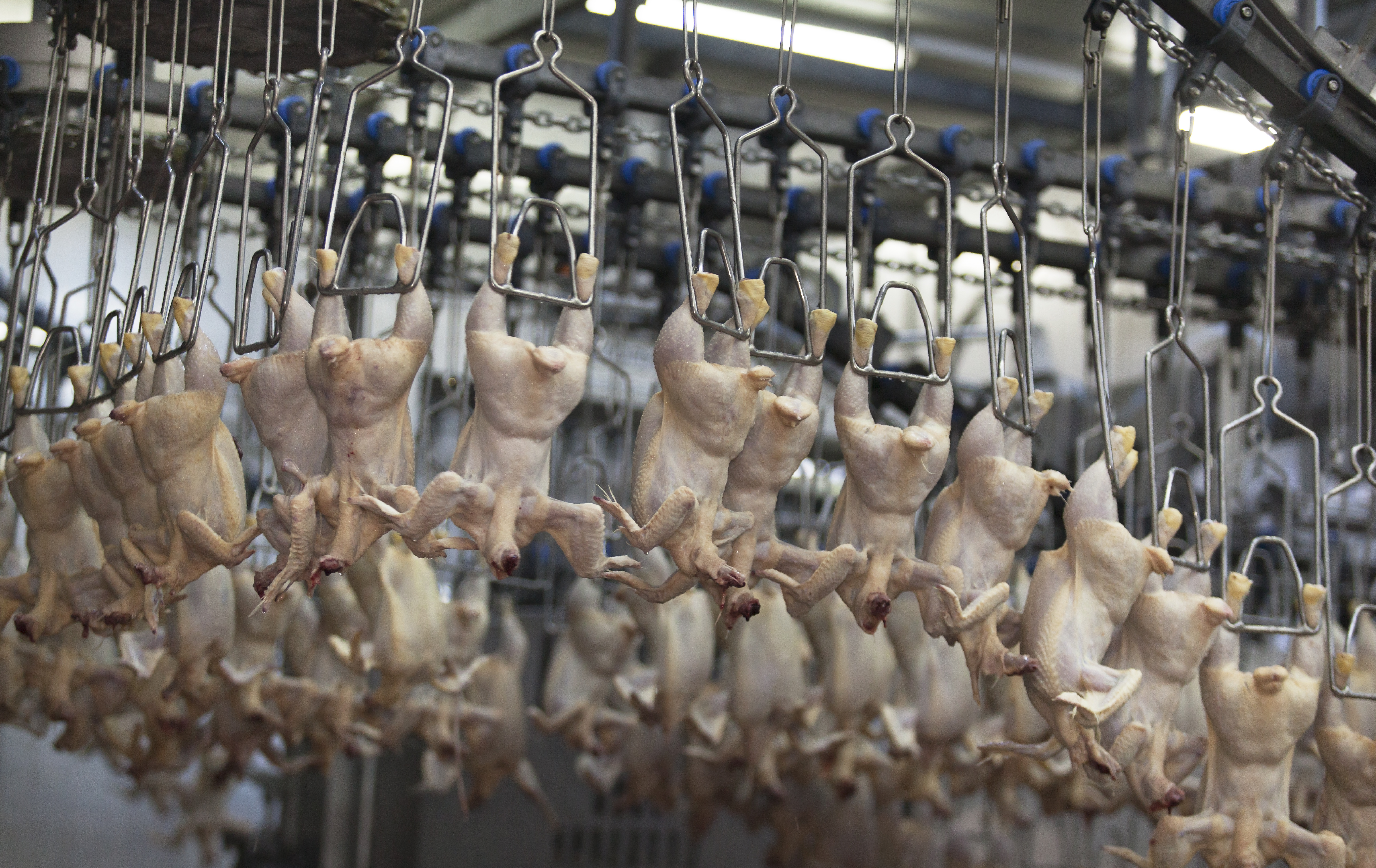 Shackles In Processing Plant