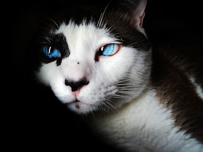 Virbac launched Vikaly -- what it said is the first medicated cat food combining prescription medication with renal kibble -- in Europe in September 2025.