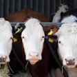 Three Cows Faces