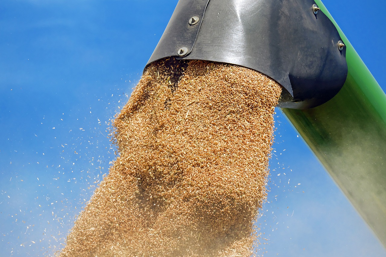 Golden grain cascading from industrial chute against blue sky