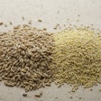 Wheat Sorghum