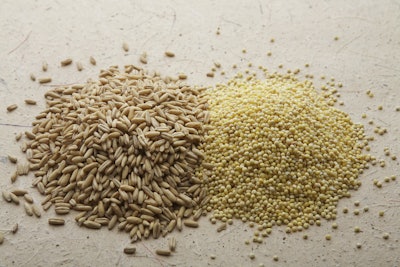 Wheat Sorghum