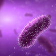 Bacillus Bacteria