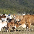 Brahman Cattle Calf