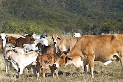 Brahman Cattle Calf