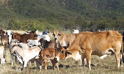 Brahman Cattle Calf