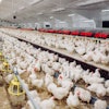 Chickens Eating Indoors