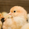 Chicks Closeup 3