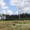 Deforestation In Brazil