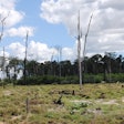 Deforestation In Brazil