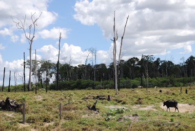 Deforestation In Brazil