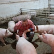 Farmer With Pigs In Barn