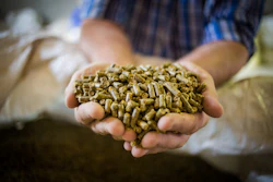 Hands holding green animal feed pellets