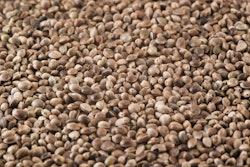 Hemp Seeds