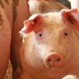 Pig Tomwiden Pixabay
